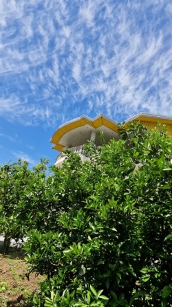 25- فروش ویلا جنگلی بابل